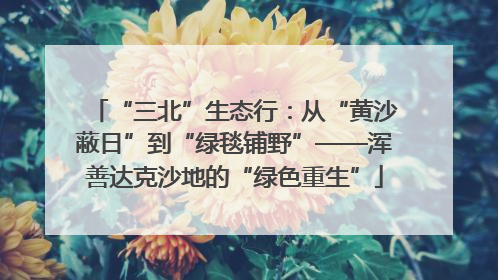 “三北”生态行：从“黄沙蔽日”到“绿毯铺野”——浑善达克沙地的“绿色重生”