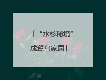 “水杉秘境”成鹭鸟家园