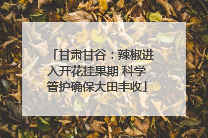 甘肃甘谷：辣椒进入开花挂果期 科学管护确保大田丰收