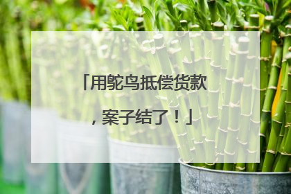 用鸵鸟抵偿货款，案子结了！