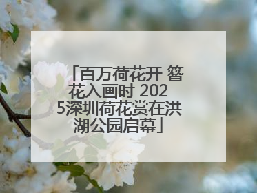 百万荷花开 簪花入画时 2025深圳荷花赏在洪湖公园启幕