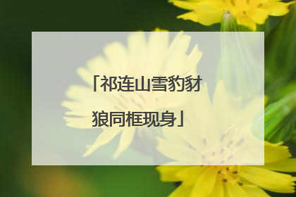 祁连山雪豹豺狼同框现身