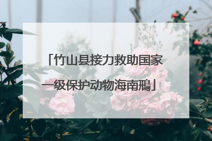 竹山县接力救助国家一级保护动物海南鳽