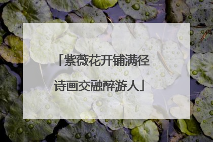 紫薇花开铺满径 诗画交融醉游人