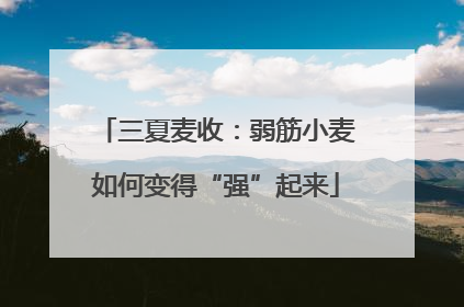 三夏麦收：弱筋小麦如何变得“强”起来