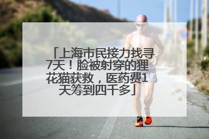 上海市民接力找寻7天！脸被射穿的狸花猫获救，医药费1天筹到四千多