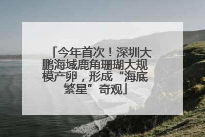 今年首次！深圳大鹏海域鹿角珊瑚大规模产卵，形成“海底繁星”奇观