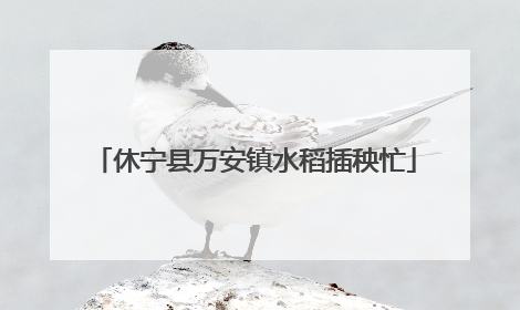 休宁县万安镇水稻插秧忙