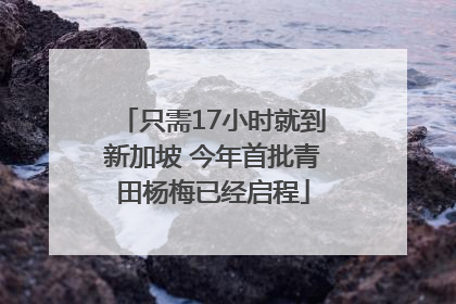 只需17小时就到新加坡 今年首批青田杨梅已经启程