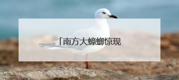 南方大蟑螂惊现北京居民家中