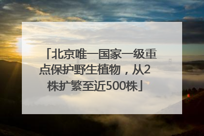 北京唯一国家一级重点保护野生植物，从2株扩繁至近500株