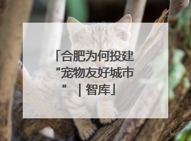 合肥为何投建“宠物友好城市”｜智库