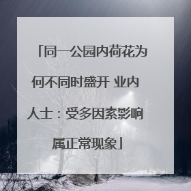 同一公园内荷花为何不同时盛开 业内人士：受多因素影响 属正常现象