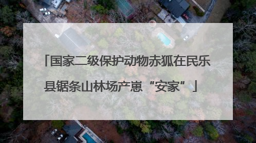 国家二级保护动物赤狐在民乐县锯条山林场产崽“安家”
