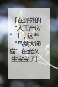 在野外的“人工产房”上，这些“鸟类大熊猫”在武汉生宝宝了