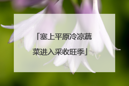 塞上平原冷凉蔬菜进入采收旺季