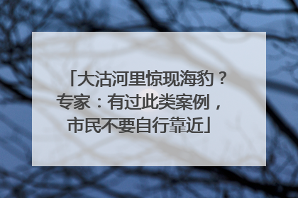 大沽河里惊现海豹？专家：有过此类案例，市民不要自行靠近