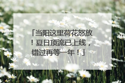 当阳这里荷花怒放！夏日顶流已上线，错过再等一年！
