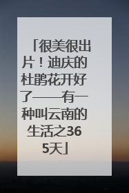 很美很出片！迪庆的杜鹃花开好了——有一种叫云南的生活之365天