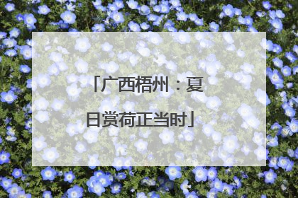 广西梧州：夏日赏荷正当时