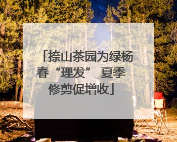 捺山茶园为绿杨春“理发” 夏季修剪促增收
