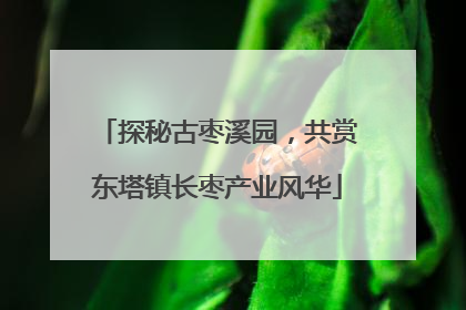 探秘古枣溪园，共赏东塔镇长枣产业风华