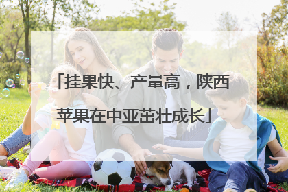 挂果快、产量高，陕西苹果在中亚茁壮成长
