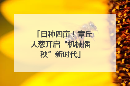 日种四亩！章丘大葱开启“机械插秧”新时代