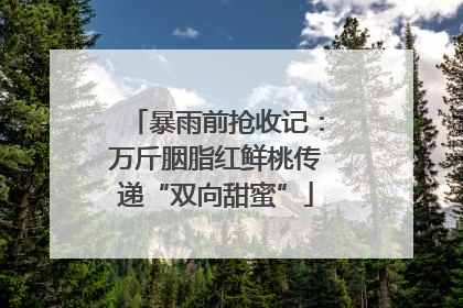 暴雨前抢收记：万斤胭脂红鲜桃传递“双向甜蜜”