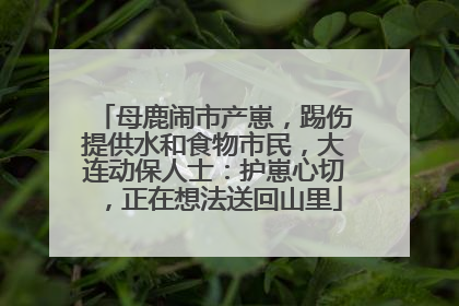 母鹿闹市产崽，踢伤提供水和食物市民，大连动保人士：护崽心切，正在想法送回山里