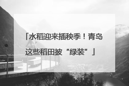 水稻迎来插秧季！青岛这些稻田披“绿装”