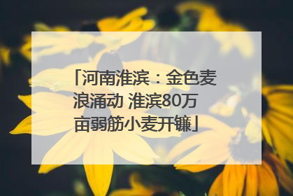 河南淮滨：金色麦浪涌动 淮滨80万亩弱筋小麦开镰