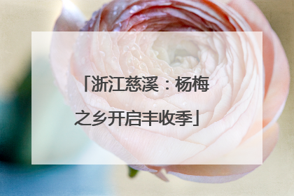 浙江慈溪：杨梅之乡开启丰收季