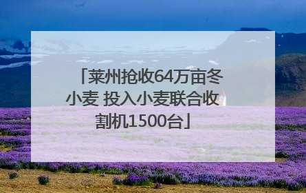 莱州抢收64万亩冬小麦 投入小麦联合收割机1500台