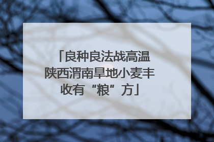 良种良法战高温 陕西渭南旱地小麦丰收有“粮”方