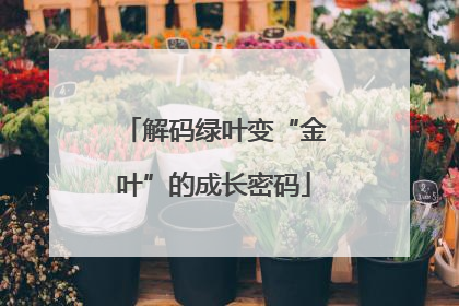 解码绿叶变“金叶”的成长密码