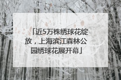 近5万株绣球花绽放，上海滨江森林公园绣球花展开幕