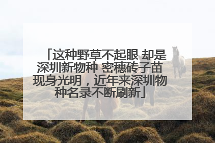 这种野草不起眼 却是深圳新物种 密穗砖子苗现身光明，近年来深圳物种名录不断刷新