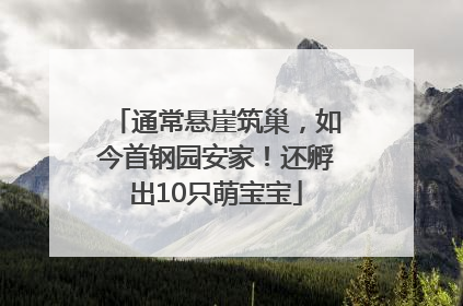 通常悬崖筑巢，如今首钢园安家！还孵出10只萌宝宝
