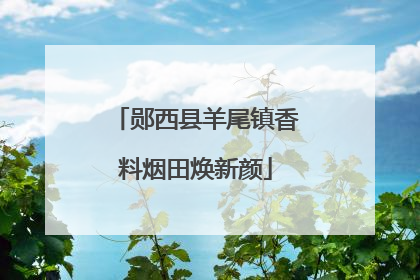 郧西县羊尾镇香料烟田焕新颜