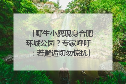 野生小麂现身合肥环城公园？专家呼吁：若邂逅切勿惊扰