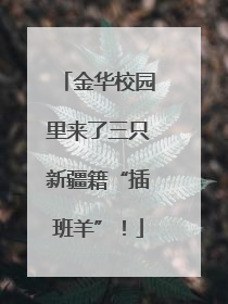 金华校园里来了三只新疆籍“插班羊”！