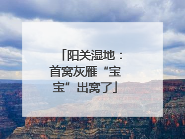 阳关湿地：首窝灰雁“宝宝”出窝了